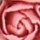 VINTAGE ROSE